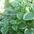Green leaves with white margins