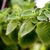 Green fuzzy foliage