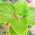 Plectranthus amboinicus