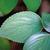 Close up of leaf