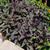 Plectranthus argentus