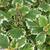 Plectranthus forsteri 'Marginatus'
