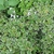mounding plant with small leaves bordered in white.