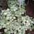 trailing plant with small, silver-veined leaves.