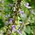 Plectranthus parviflorus