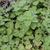 Plectranthus parviflorus