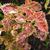 Plectranthus scutellarioides 'Pinata' summer