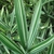 Variegated leaves