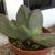 Form in pot