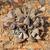 Form