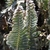 Fronds - Winter - Wake Co., NC