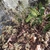 Some leaves are hydrated; others are dry (but not dead)