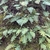Ferns growing on a mossy tree trunk.