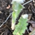 Hairy Fronds in April - Wake Co., NC
