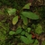 Native habitat (Ojus, FL)-Mid Winter