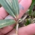 Stem and leaf juncture
