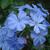 Plumbago auriculata