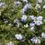 Plumbago auriculata