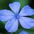 Plumbago auriculata