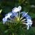 Plumbago auriculata