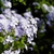 Blue, phlox-like flowers in a cluster.