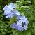 Blue, phlox-like flowers in a cluster.