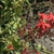 Red, phlox-like flowers in a spike