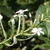 White, phlox-like flowers. Large glandular hairs on calices.