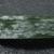 Close-up photo of a leaf blade with mildew infection.