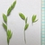 Spikelets detached and arranged on a white background.