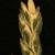 Poa annua L.