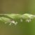 Poa annua flower