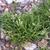 Poa annua L.