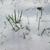 Poa annua in snow