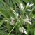 Poa annua L.
