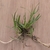 Green linear leaves and prostrate stems