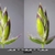 Spikelets
