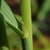 Stem and leaf juncture