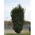 Podocarpus macrophyllus