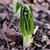 Podophyllum pleianthum