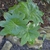 'Snowfall' - Form - April 22, Wake Co., NC