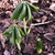 Podophyllum pleianthum
