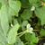 Podophyllum peltatum
