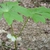 Podophyllum peltatum