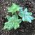 Podophyllum pleianthum