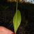 Leaf and stem