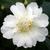 Camellia 'Polar Ice'