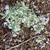 Polemonium reptans