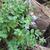 Polemonium reptans