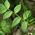 Polemonium reptans